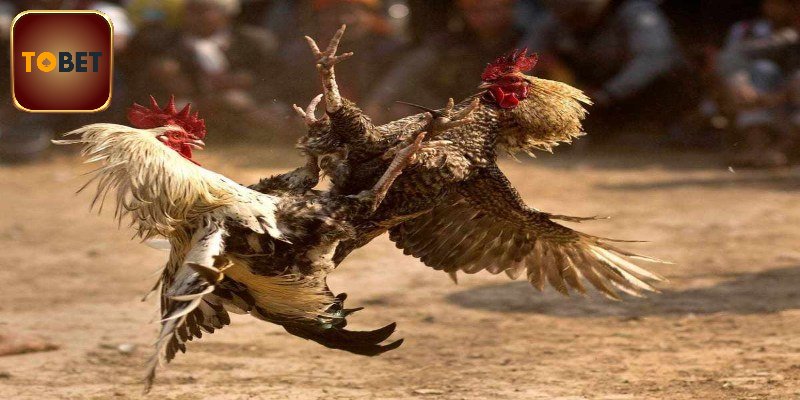 Những chiến kê nổi bật tại đấu trường thomo 